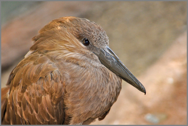 Hammerkoff 3 copy